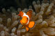 Clownfish