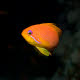 Female Lyretail Anthias