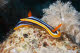 Chromodoris quadricolor