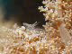 Anemone shrimp