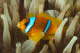 Two-banded anemonefish