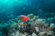 Common bigeye on the reef