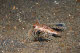 Flying Gurnard