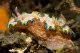 Glossodoris cincta