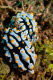 Phyllidia varicosa