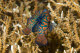 Mandarinfish mating