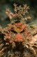Devil Scorpionfish
