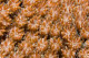 Coral polyps