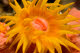 Cup coral polyp