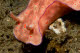 Ceratosoma trilobatum and Glossodoris cincta