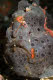 Frogfish