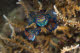 Mandarinfish mating