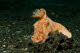 Ceratosoma trilobatum