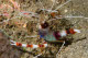 Cleaner shrimp