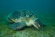 Green Sea Turtle