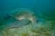 Green Sea Turtle feeding