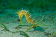 Thorny seahorse