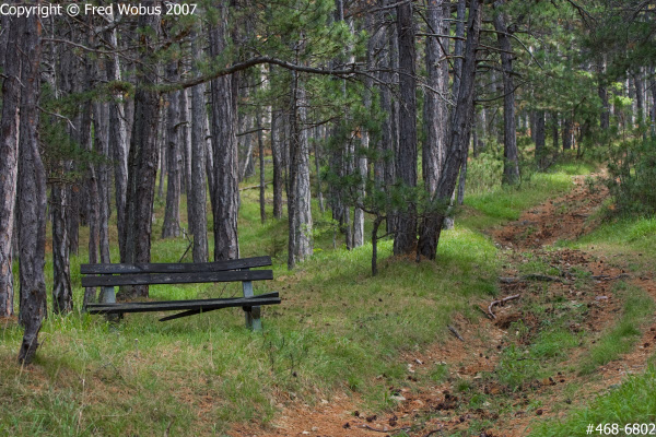 Forest trail and bench