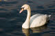 Swan on the Thames