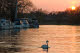 River Thames sunset with swan