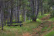 Forest trail and bench